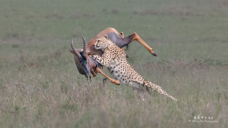 “单反终结者”—尼康Z9 非洲实战测评（二）划时代的对焦能力测评