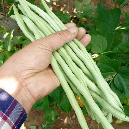 白不老豆角种植时间和方法（白不老芸豆的最佳种植季节）