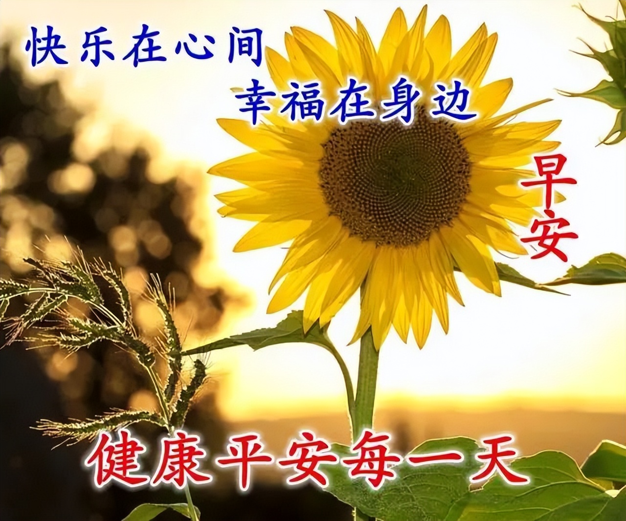 温馨早上好祝福语，愿你身体健康，天天好运气，平安吉祥，好运相随图片