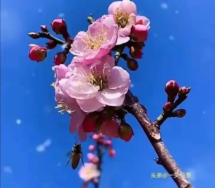 8首咏蜜蜂诗，作者现代：一笑倾零