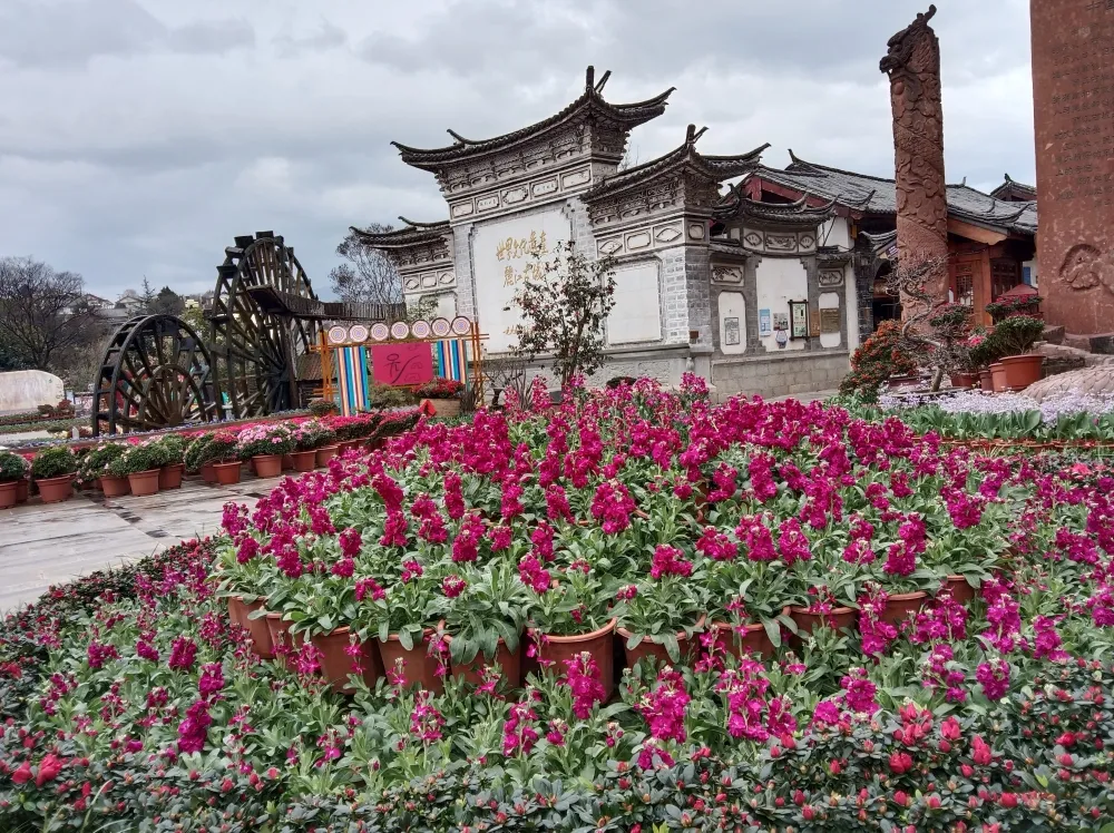 新春临近 在丽江古城率先进入“花的世界”
