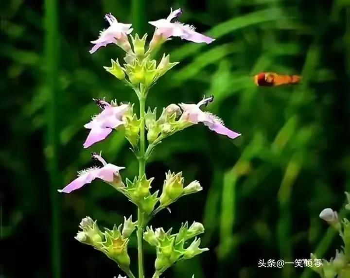 8首咏蜜蜂诗，作者现代：一笑倾零