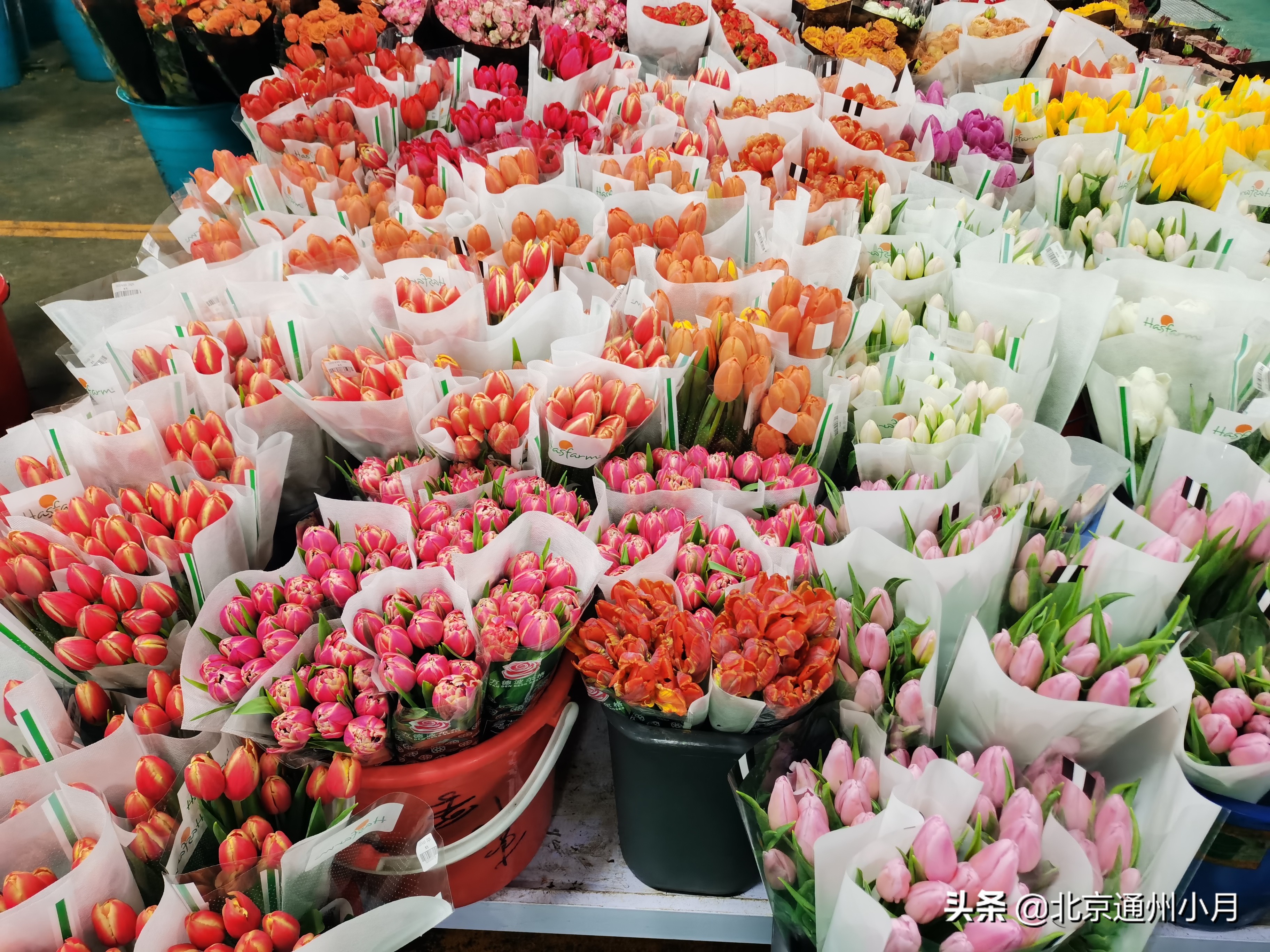 北京花卉批发市场都有哪些地方，北京花卉市场种植基地