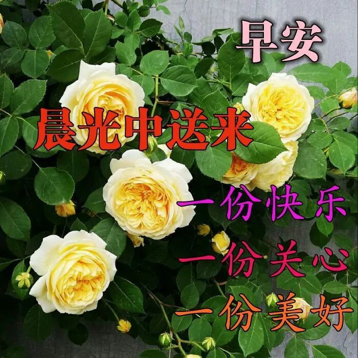 星期四清晨暖心问候语录大全，给自己一个微笑是个每天最好的礼物图片