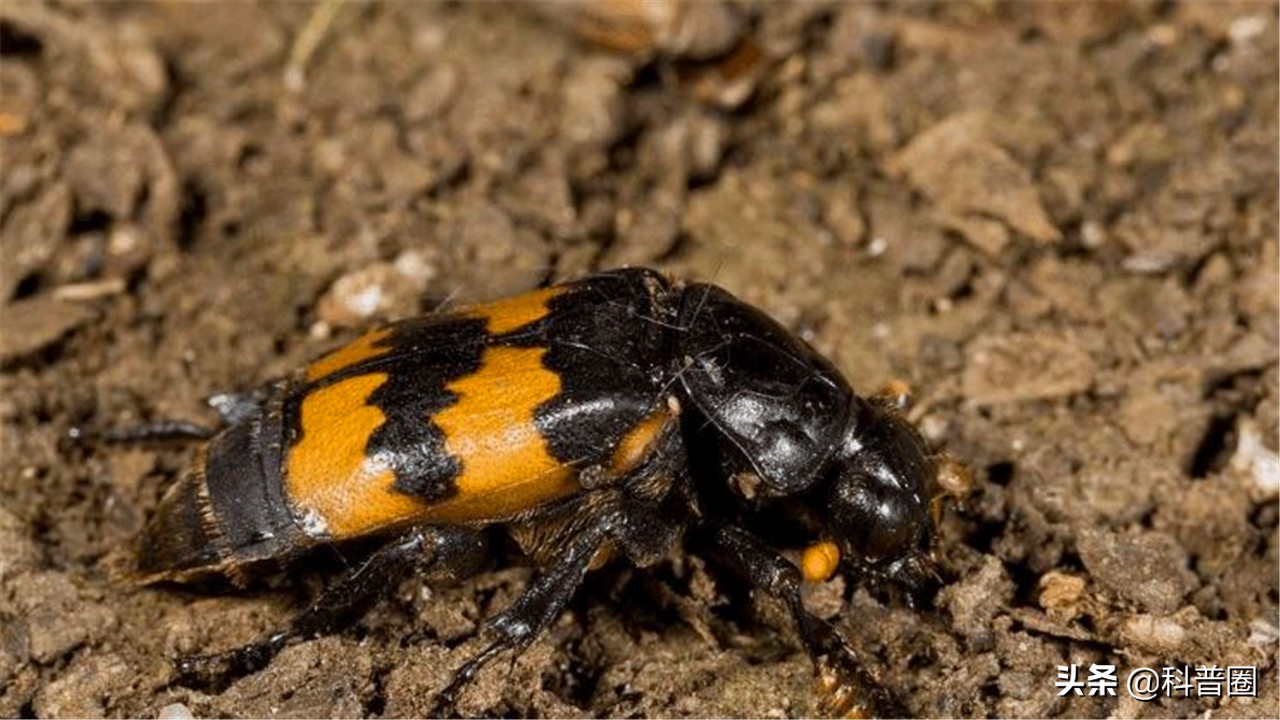 为了活下去，竟吃掉自己的孩子，动物界的“狠心”父母有多可怕？