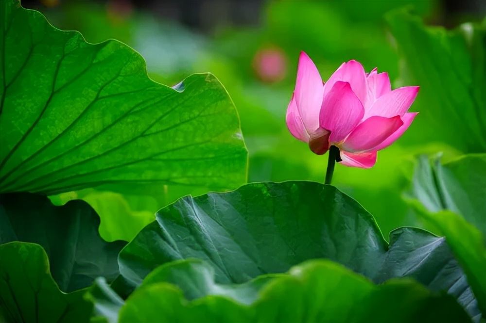 选科不对，再高的分也上不了好大学，大学专业对科目有什么要求？