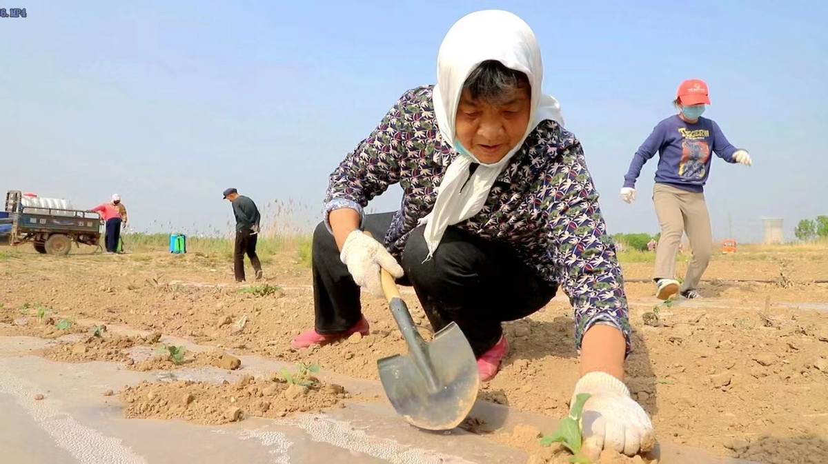 滨北街道徐家村：无花果地套种西瓜 一年增收50万元