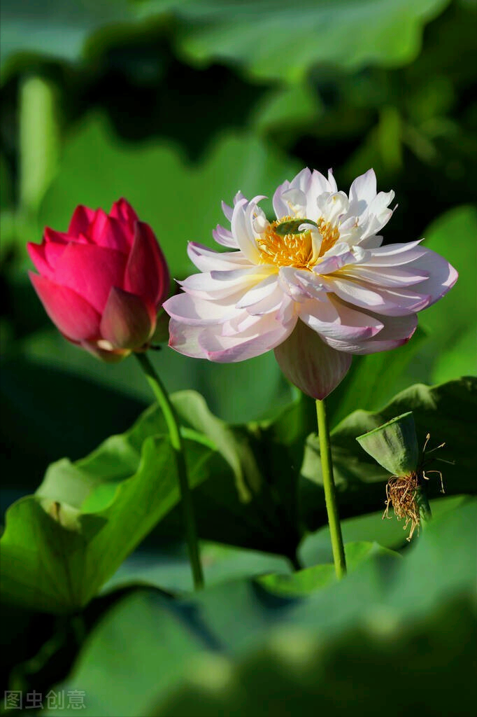 一花一深爱，春暖花开爱钟情，鸟语花香情如画，赏心悦目醉人心