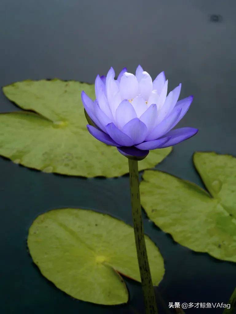 蓝荷花图片(古代有这样一种说法蓝色莲花则代表智慧)