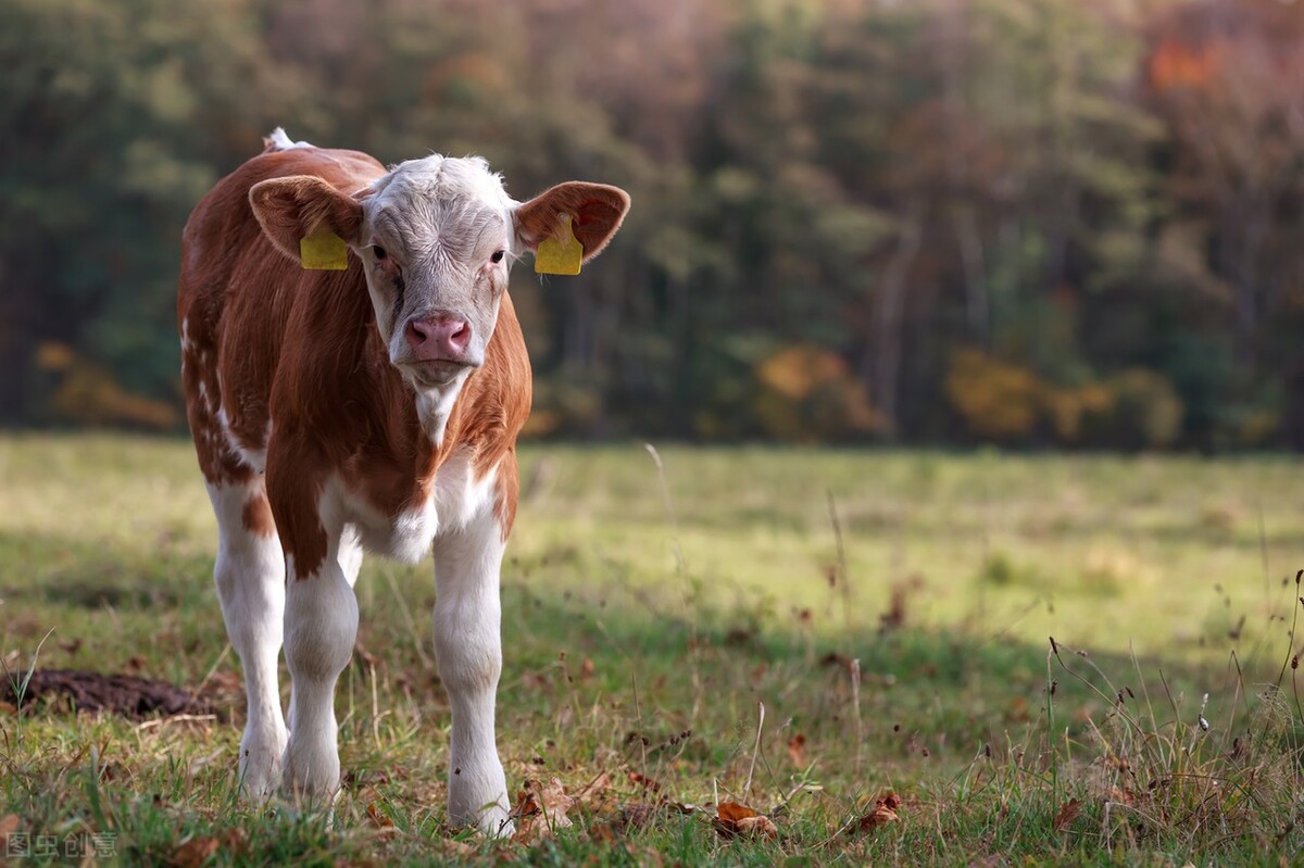 牛价丨3月3日 全国肉牛价格汇总！肉牛养殖户注意啦