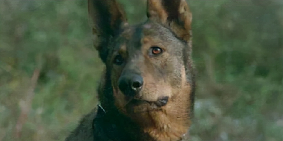 犬王炸死狗的图片(为拍摄真实炸死军犬) - 赤虎壹号