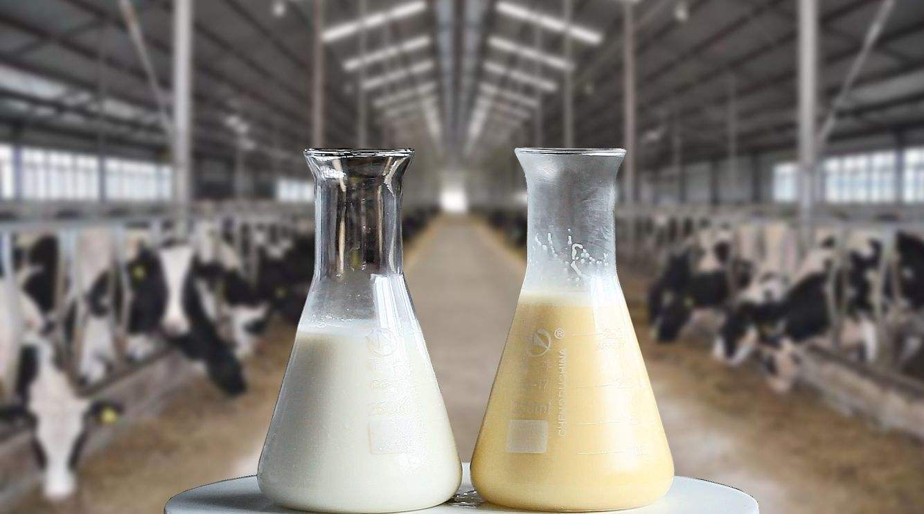 奶牛為什么可以不停產奶？奶牛真的是靠打激素來產奶的嗎？