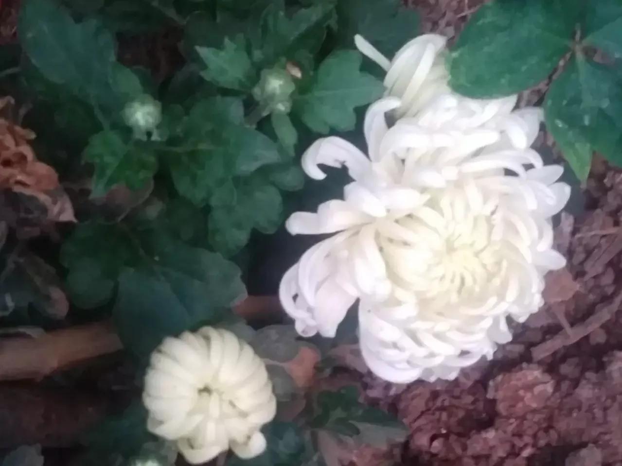 杨柳菊花寄哀思,天上人间心相牵