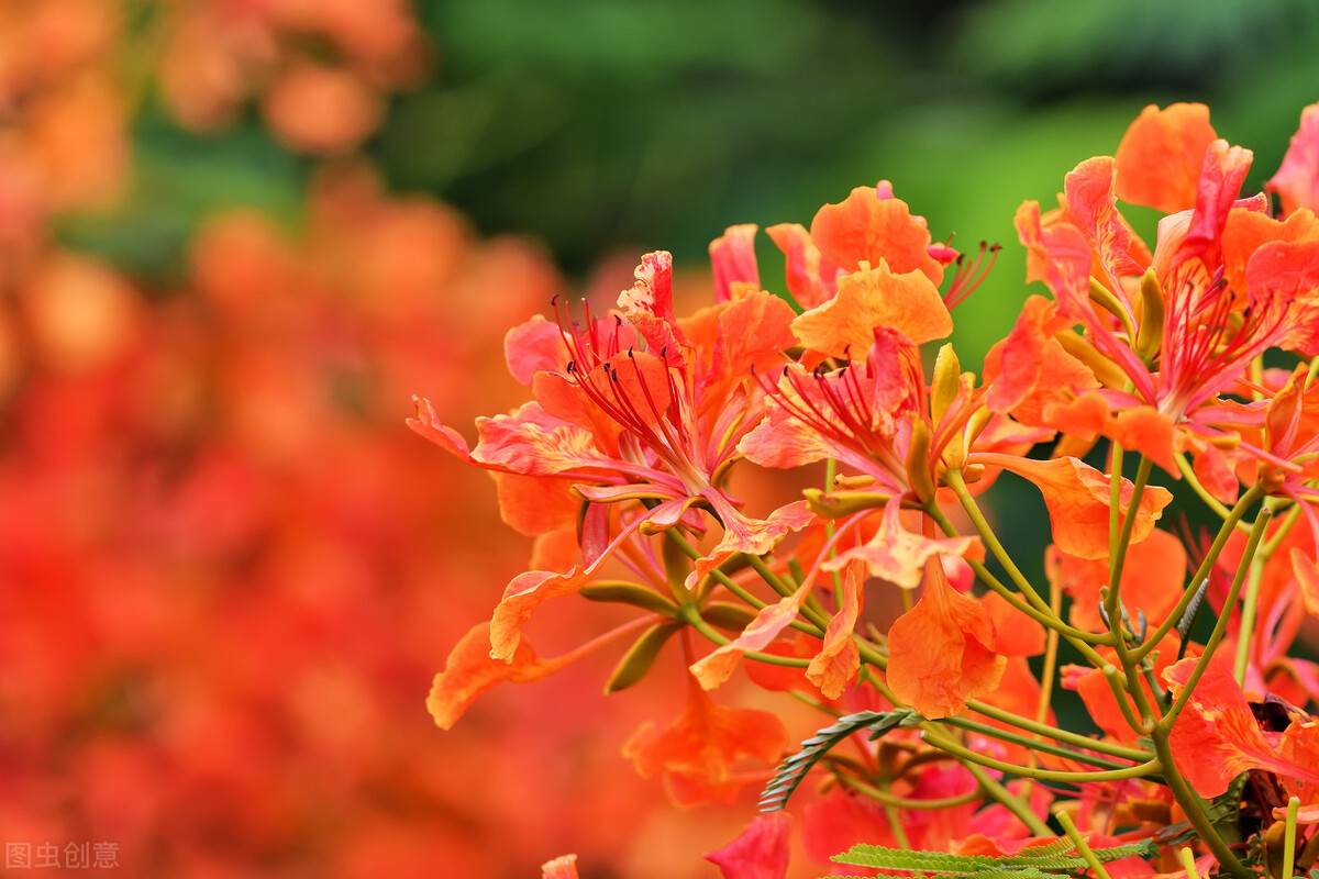凤凰花为整个离别染上祝福的颜色,凤凰花