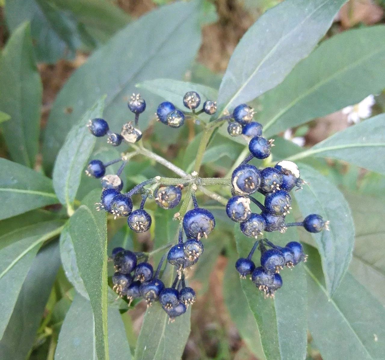 100种有毒的花和果，生活中很常见，出门要小心，避免受伤害