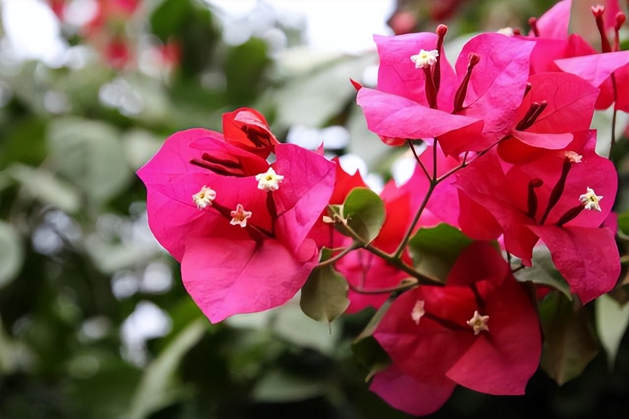 bougainvillea in rainforest