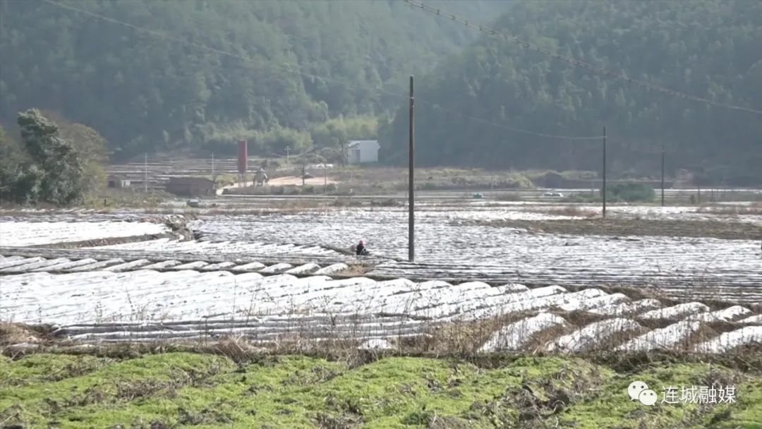 「新春走基层」连城：抢抓农时种烟忙 勤劳耕耘为丰收