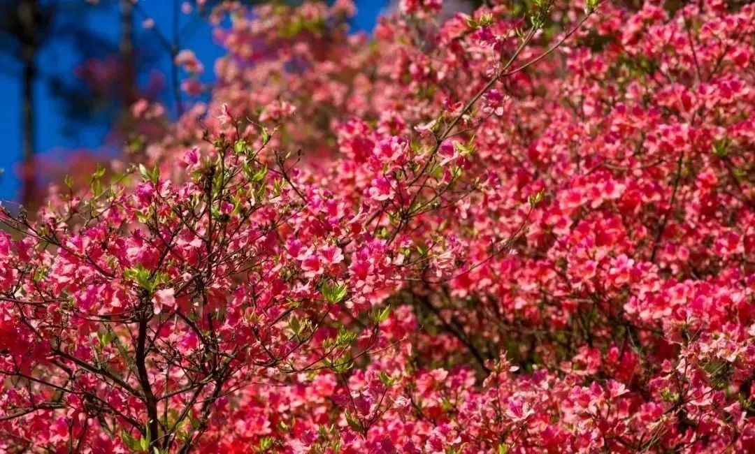 四季黄山 相约春天 | 何须名苑看春风 一路山花不负侬