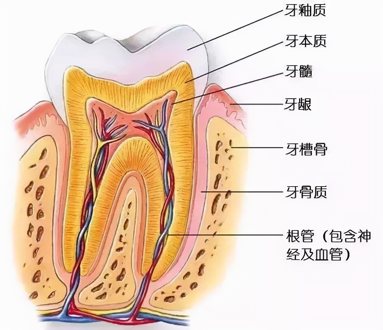 婴儿牙床上长白色脓包(孩子牙龈鼓包) - 乐宝宝贝