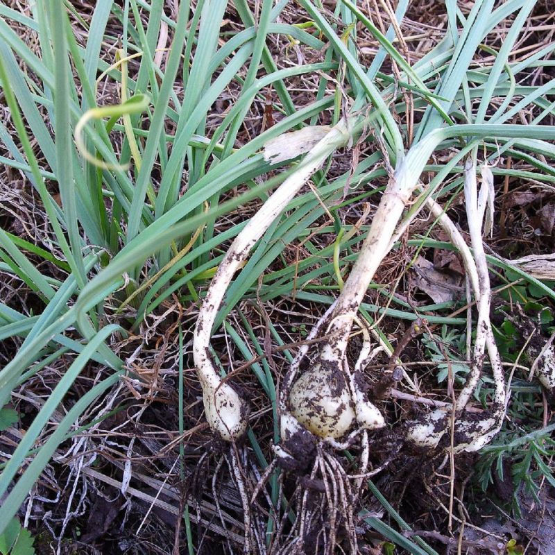 春天是农村挖野菜的季节，童年吃过的这7种野菜，你还记得多少？