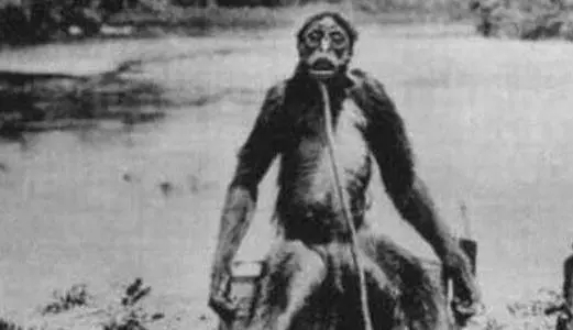 史前世界谁才是陆地霸主？公交车大的鳄鱼？吊打剑齿虎的走地鸡？