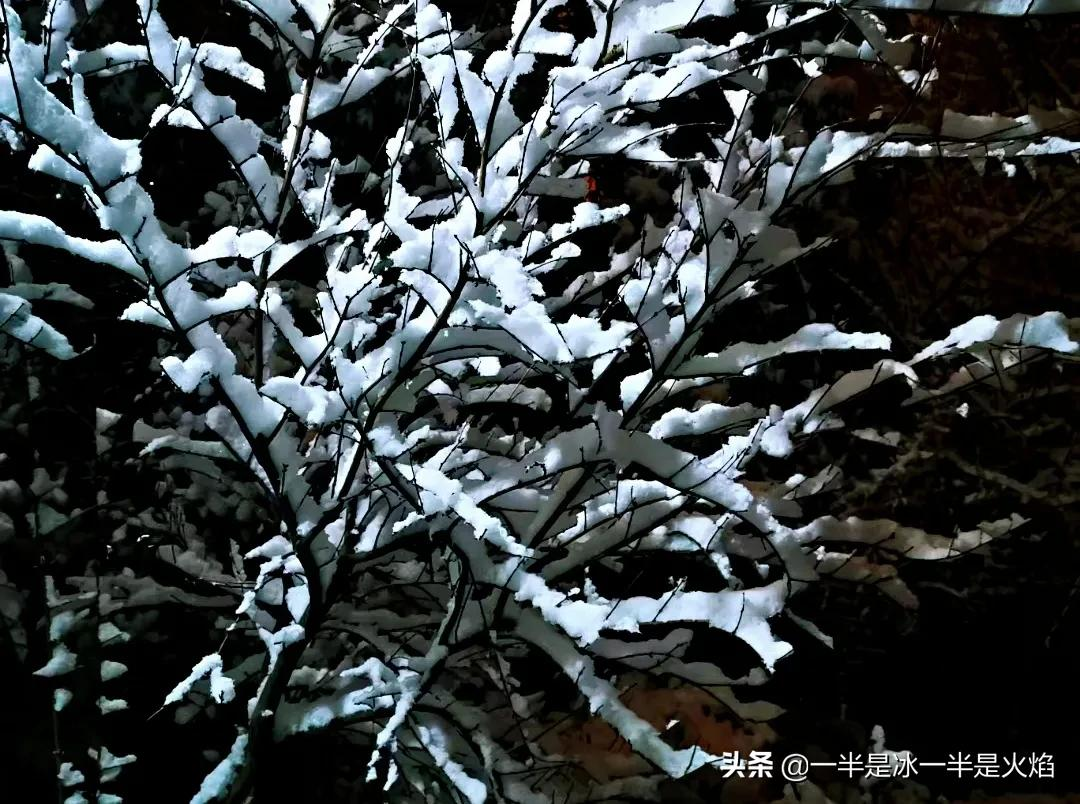 随笔：下雪时，连黑也明亮