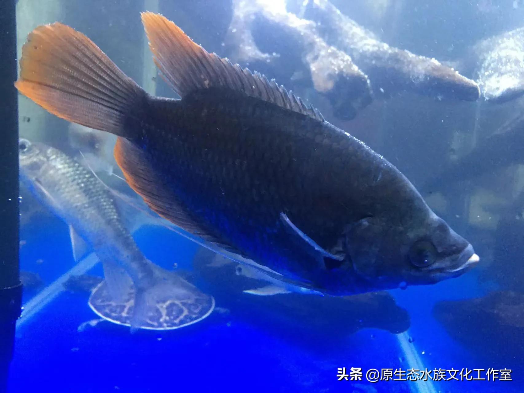 养观赏鱼海水鱼原生鱼得小总结，养鱼等于养兴趣，万变不离其宗
