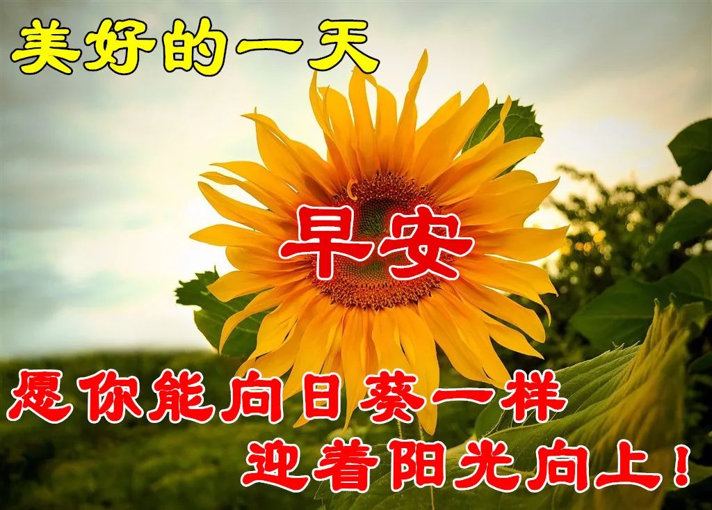 漂亮周五早上好祝福图片，早上好祝福语句，早安你好、一切都美好图片