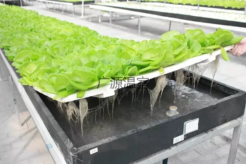 最近流行的水培蔬菜是啥？水培蔬菜有什么优缺点？
