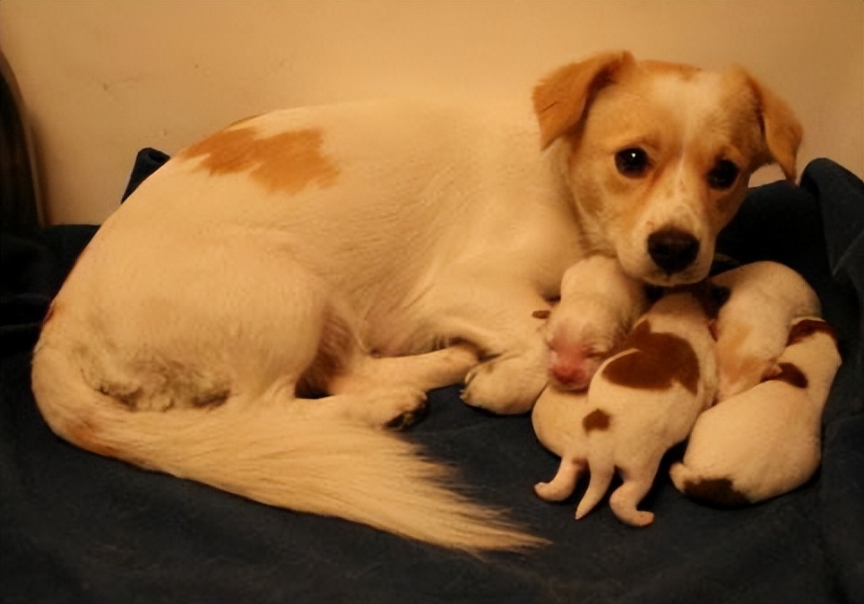 狗狗交配时，为何屁股连在一起分不开？网友：涨知识了