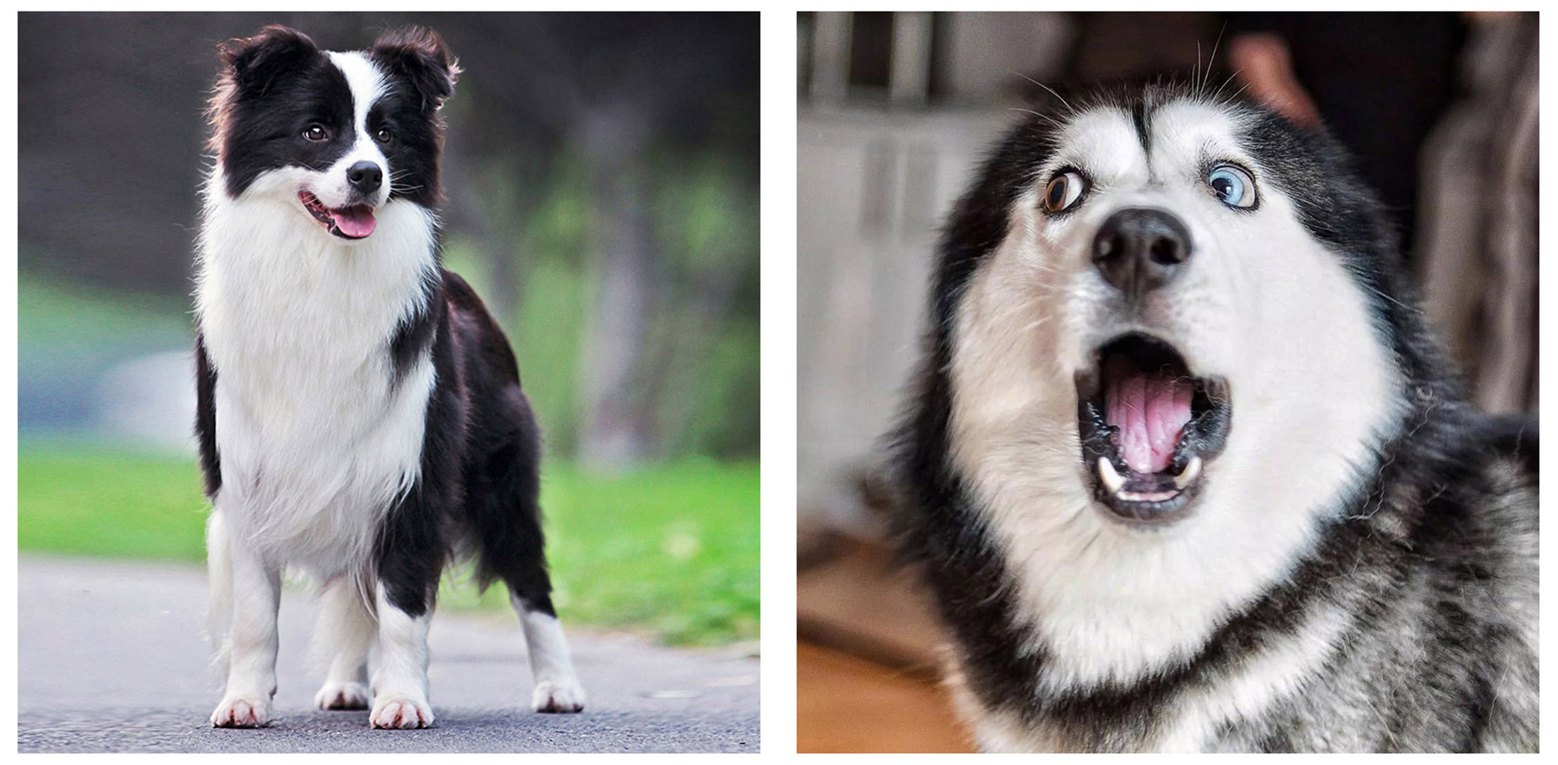 训练1只狗收费2万？宠物学校那么赚钱，为什么很少有人开？