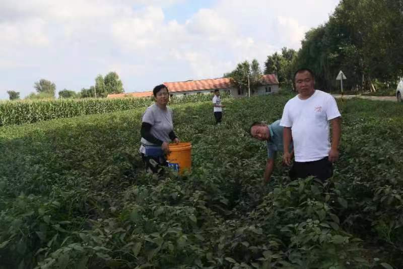 公主岭市绿公主种植专业合作社联合外省市种植庭院辣椒喜获丰收