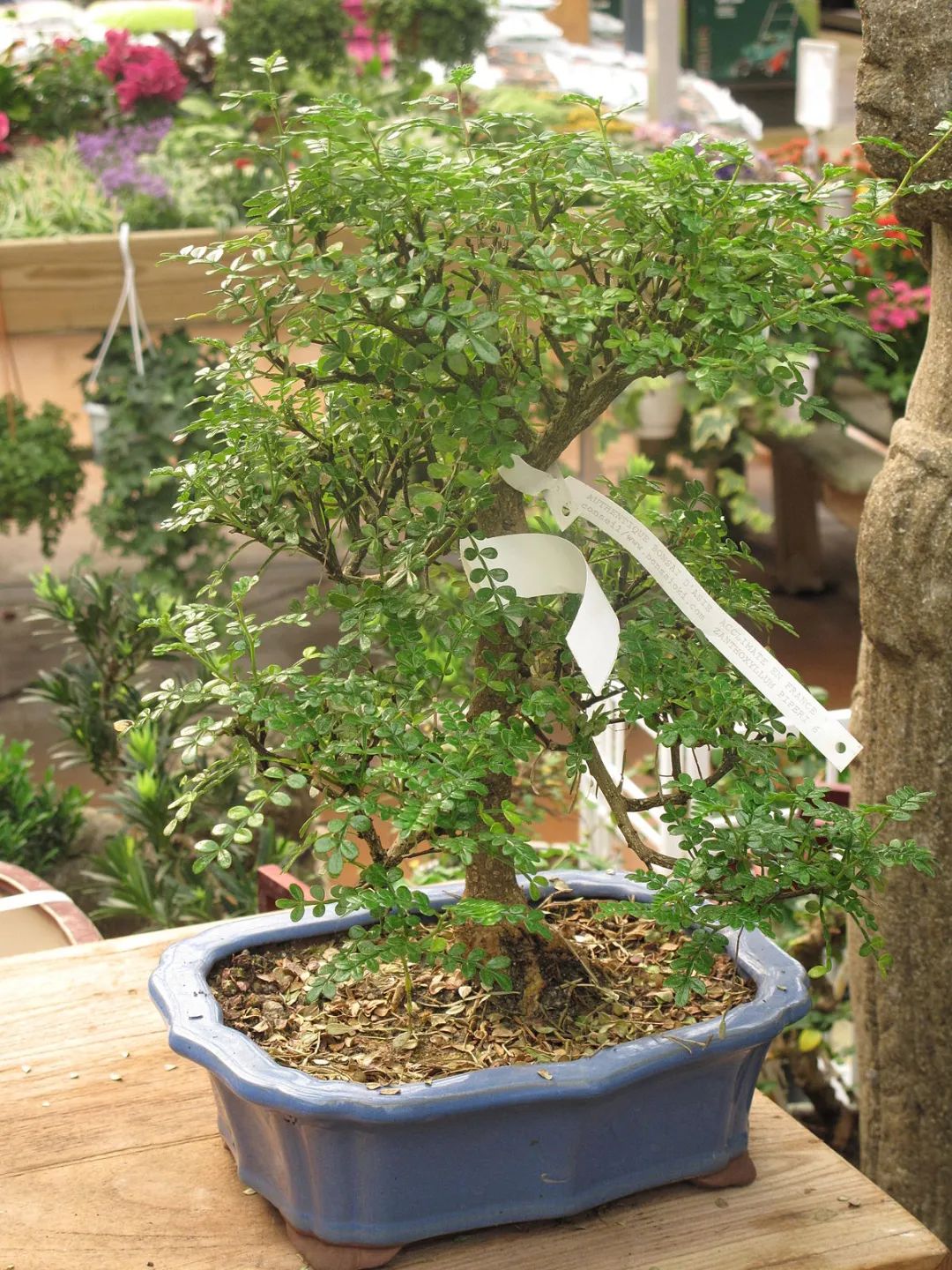 盆景胡椒木的养护方法图片