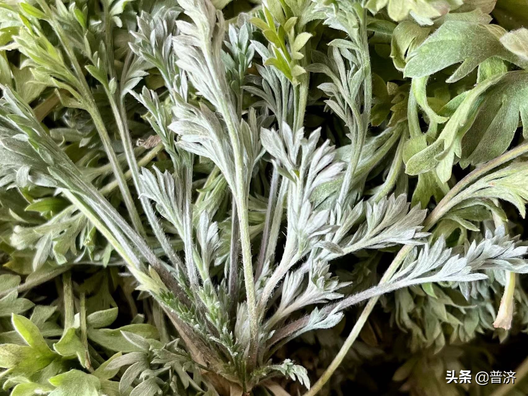 白蒿是茵陈吗（这个野菜是有着不同的叫法）