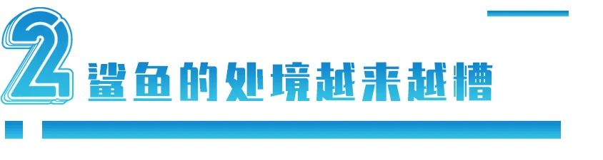 姚明的呼吁让中国人不吃鱼翅，但鲨鱼为何更濒危了？