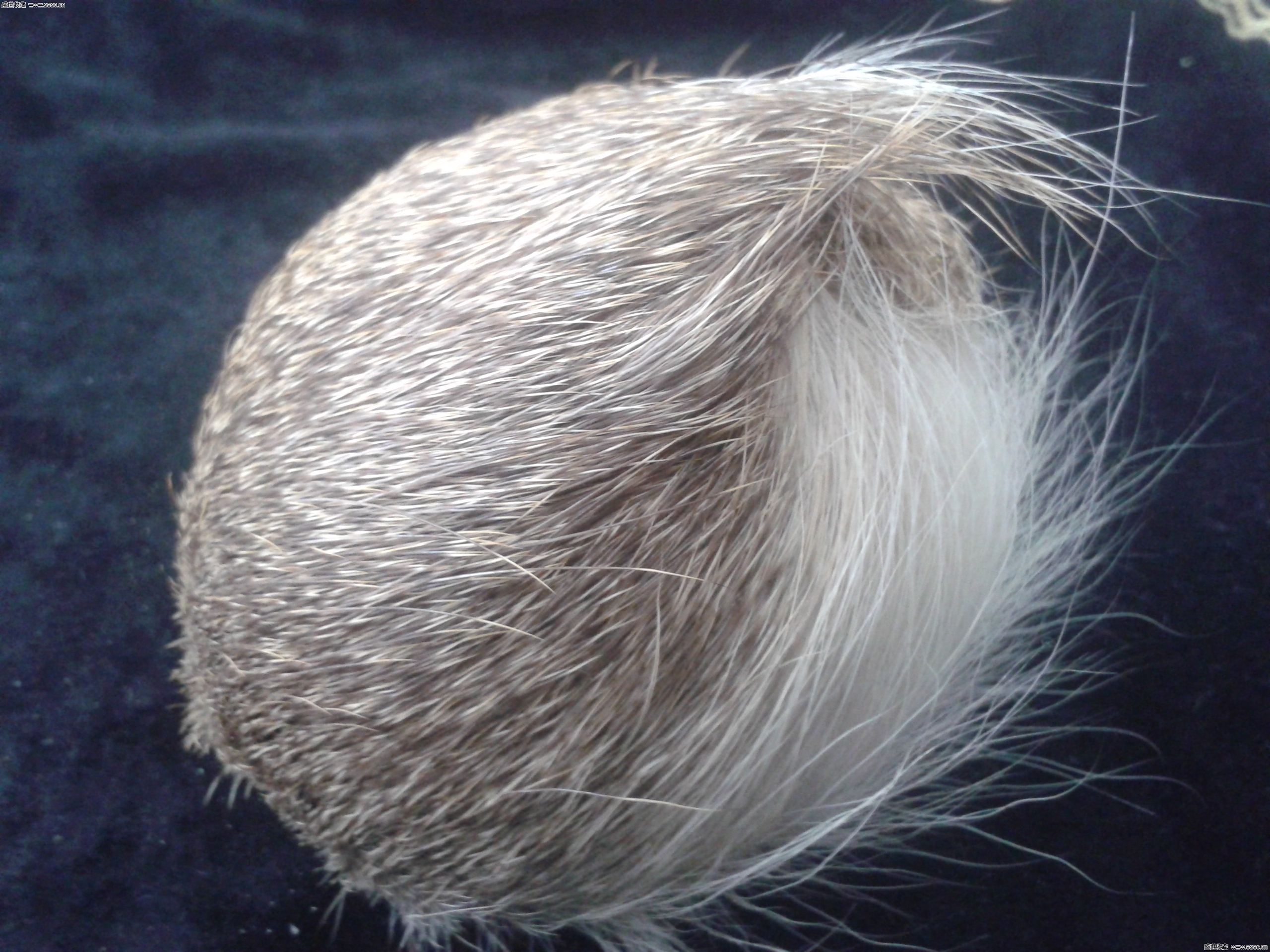 一味小金丹应用非常广,通治乳腺结节增生,甲状腺结节肿大等症