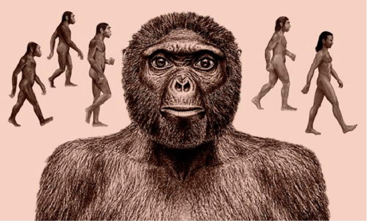 虱子可以追溯人类进化？它们与人一起生存进化，为什么快灭绝了？