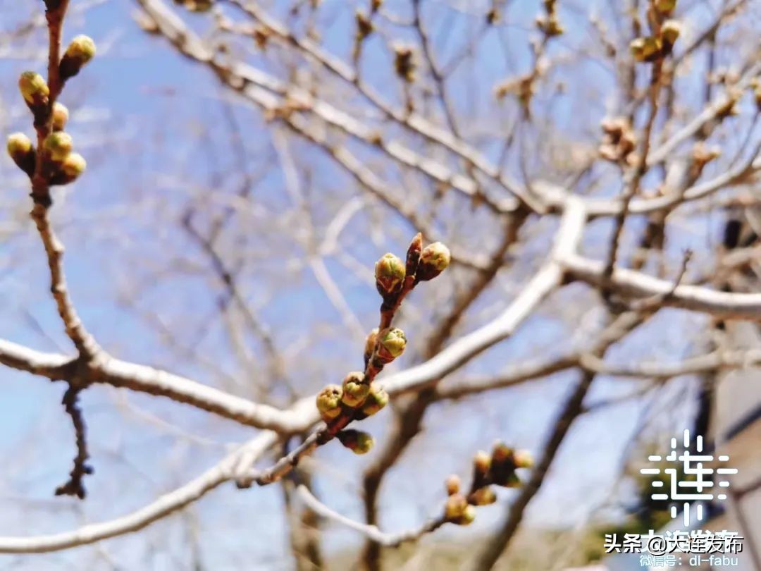 樱花待放，再等几天！