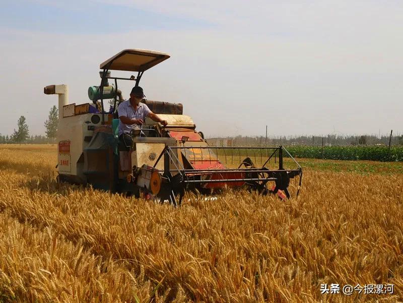 臨潁縣2000臺收割機戰(zhàn)“三夏”確保72萬畝小麥顆粒歸倉