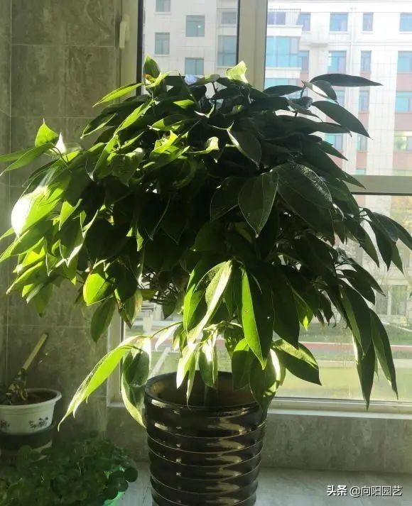 这8种花“招财”，养在家里，寓意“吸财进宝”，你家养的吗？