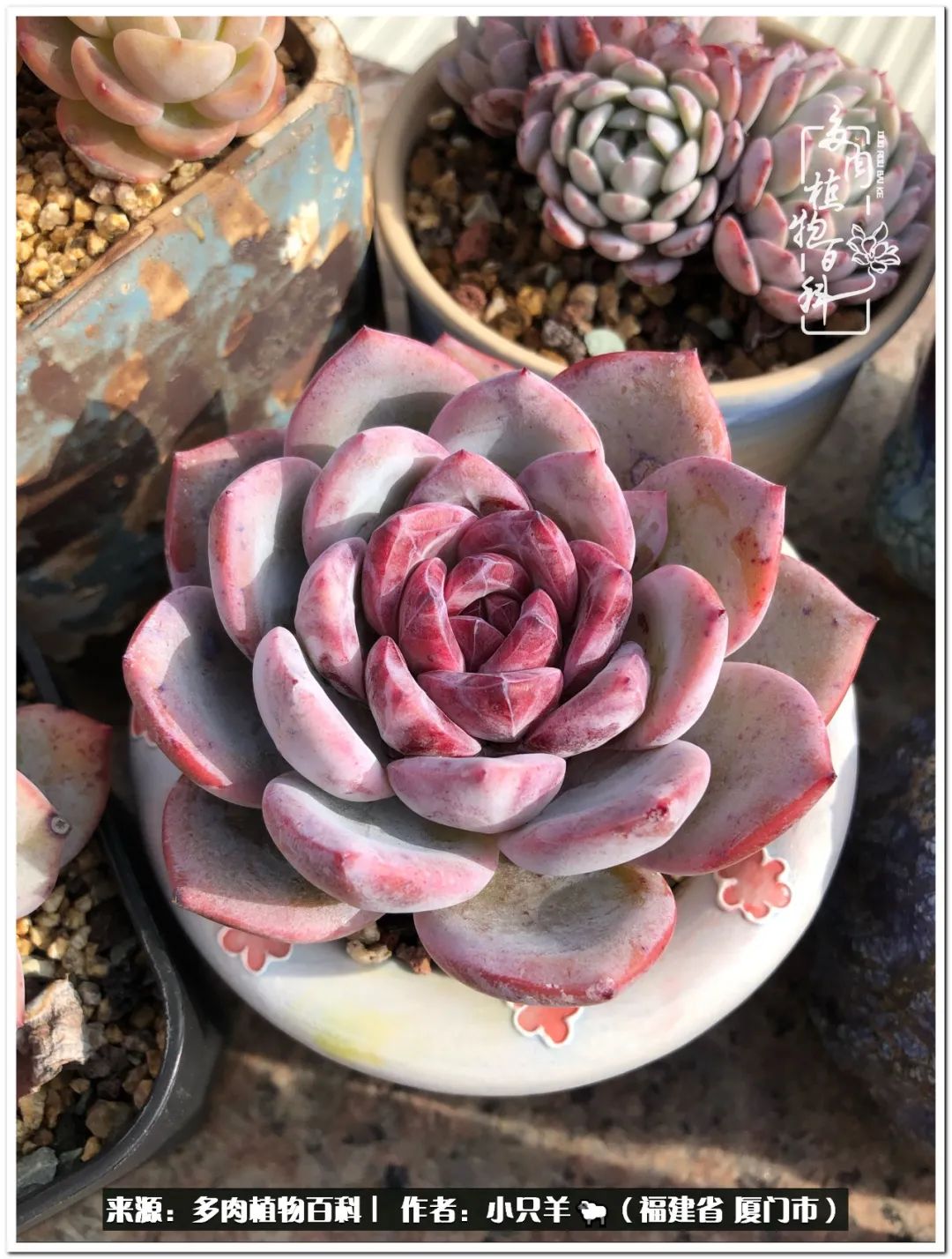 闻莺麻薯冰玉,养了好几棵冰玉,每