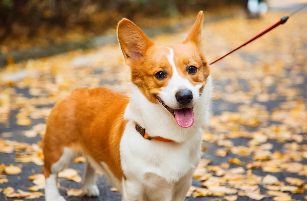 “柯基犬”纯不纯，主要看这几点，很多人都买到串的了