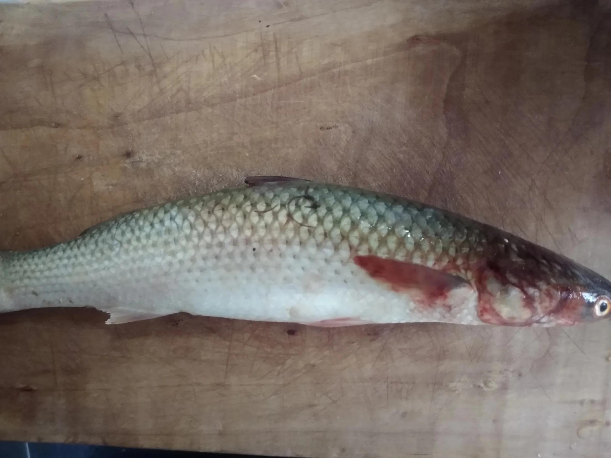 开凌梭鱼是海鱼吗开凌梭是春天开春第一鲜大连人肉松刺多没几个人爱吃