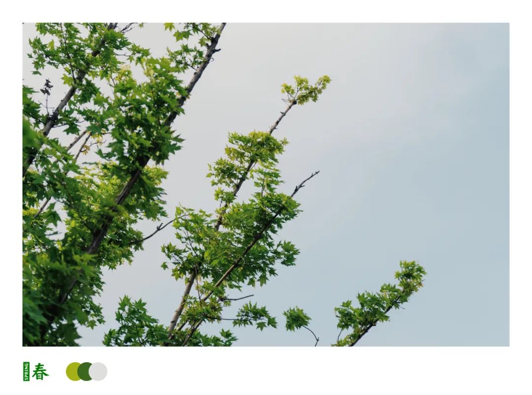 古城开不开，花都继续开