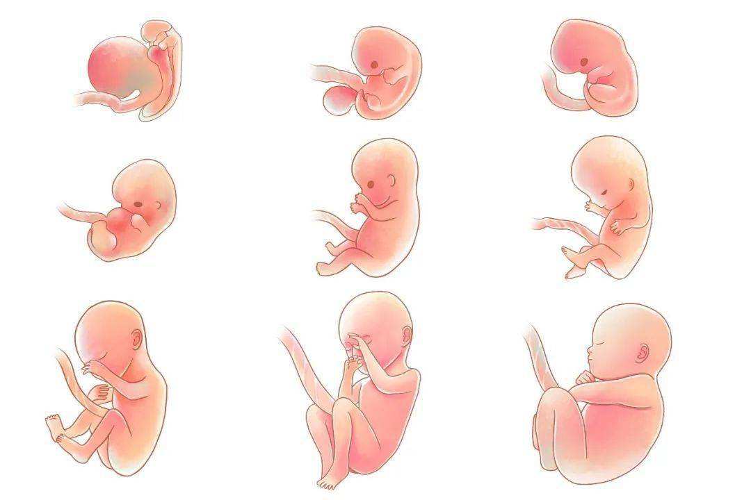 胎盘吸收营养示意图图片