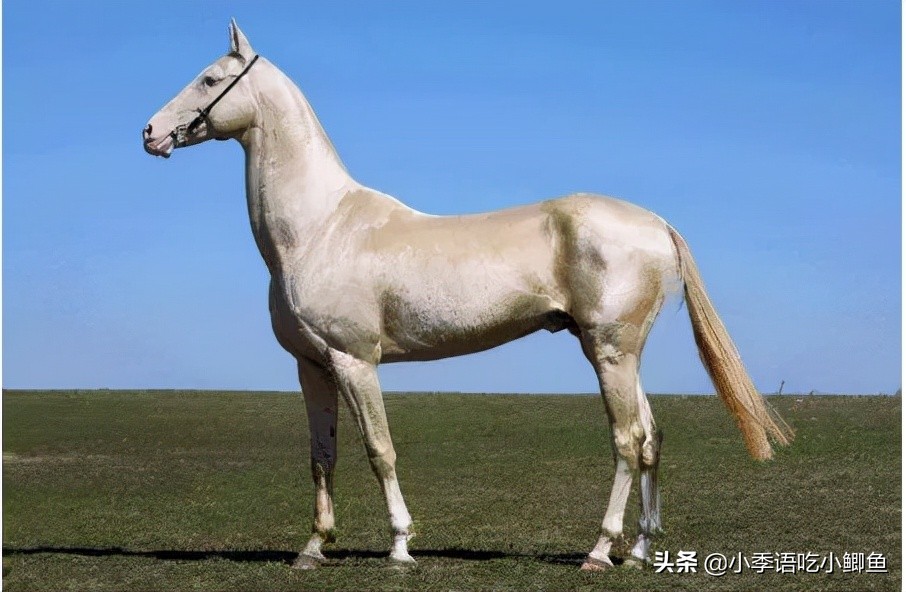 一匹汗血宝马多少钱马的价格