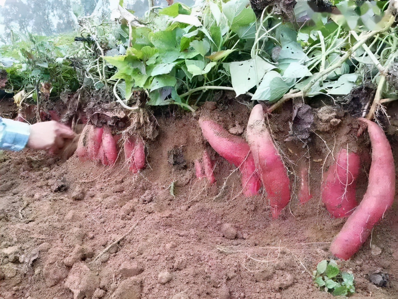 种红薯用什么肥料做底肥（红薯种植施肥方案介绍）
