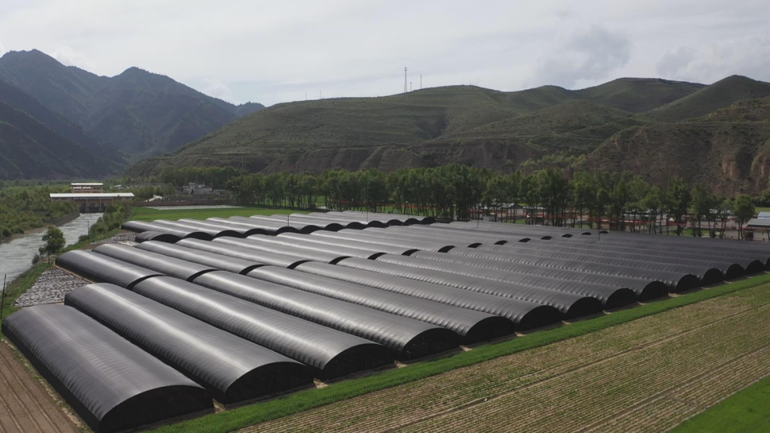 【奋进新征程 建功新时代】临潭：筑牢产业发展堡垒 夯实乡村振兴基石