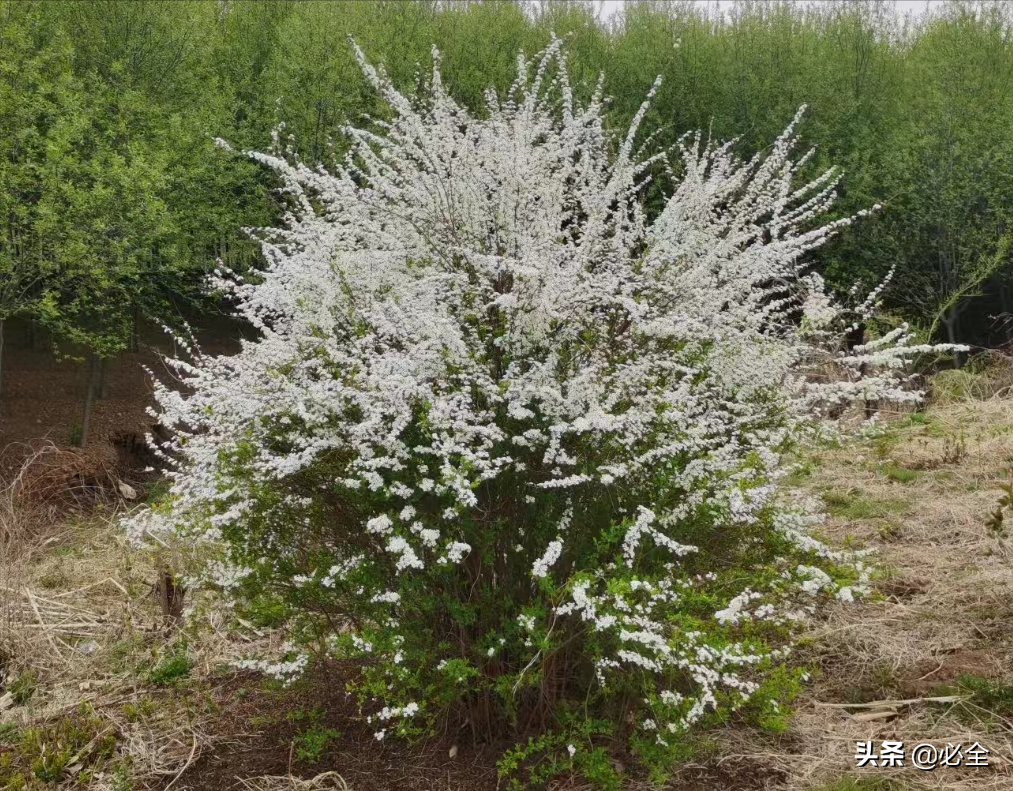 红宝石海棠（地产园林中常用的花灌木介绍）