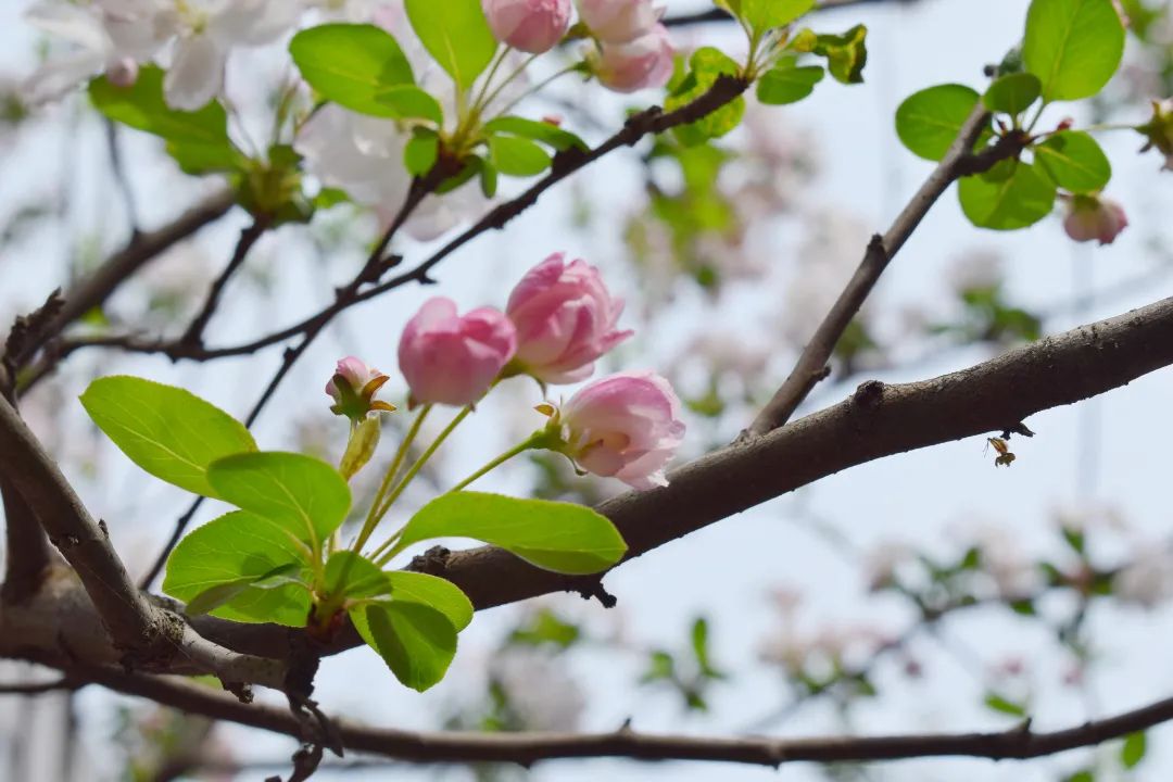 "悦"享春光，花香满"湖"！悦湖园区的花都开好啦，打卡走起！